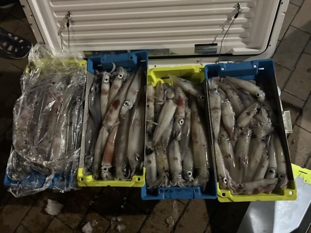 ケンサキ(ケンサキイカ)