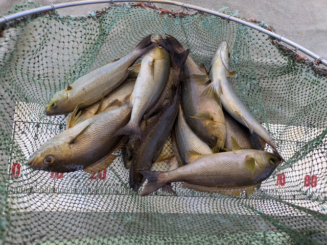 イサギ(イサキ)