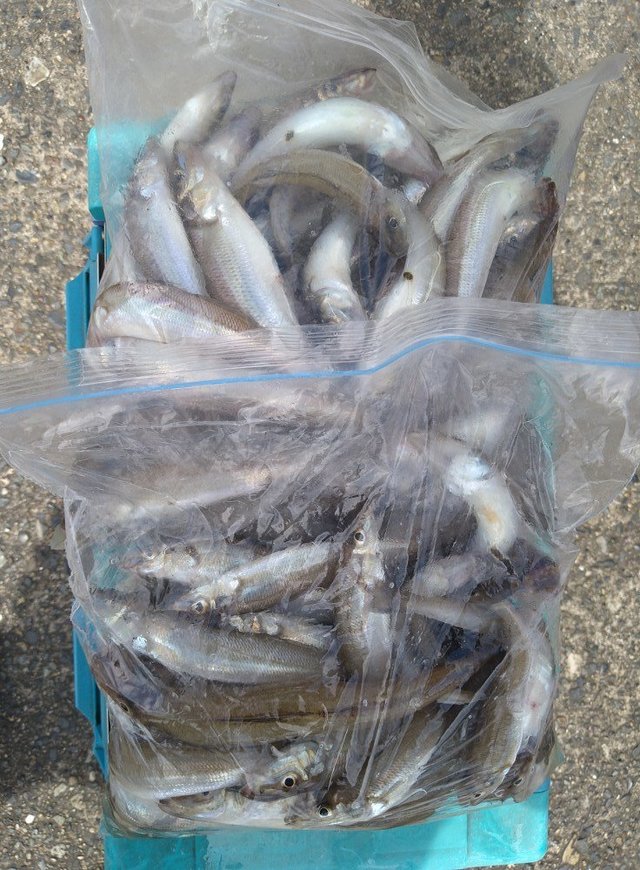 キス(シロギス)