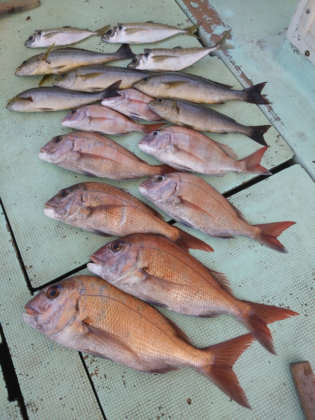 タイ(マダイ)・アジ(マアジ)・イサギ(イサキ)