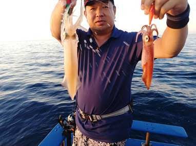 マイカ(ケンサキイカ)