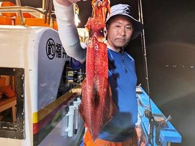 マイカ(ケンサキイカ)