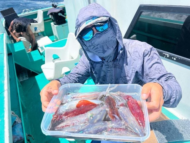 マルイカ(ケンサキイカ)