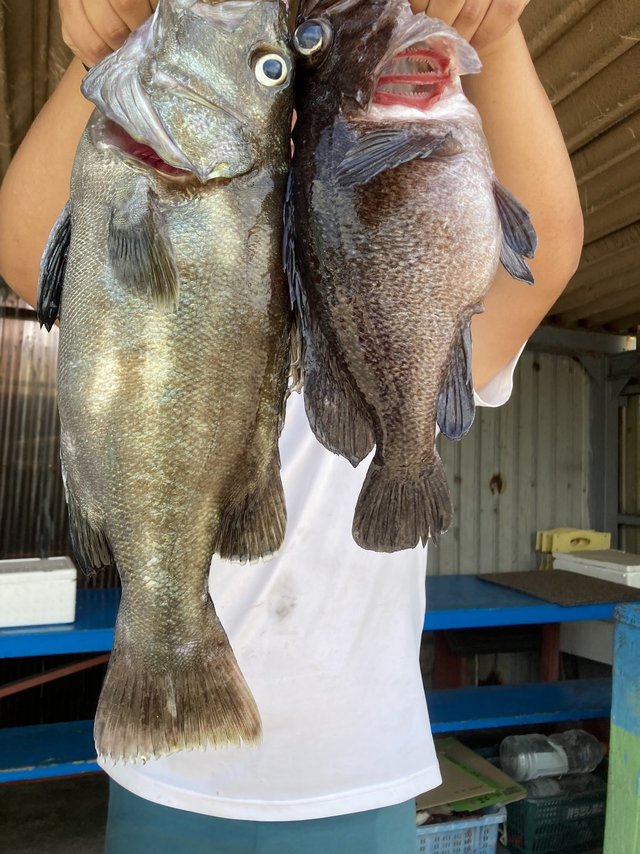 イシナギ(オオクチイシナギ)・ソイ(クロソイ)