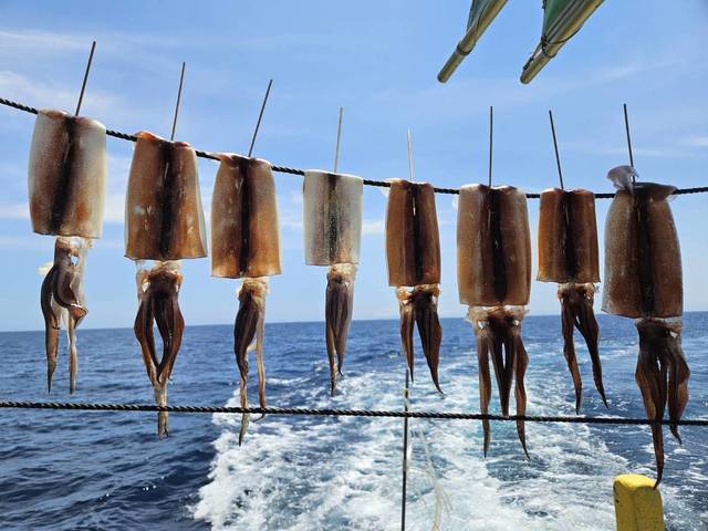 スルメ(スルメイカ)