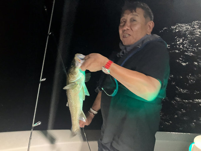 シーバス(スズキ)