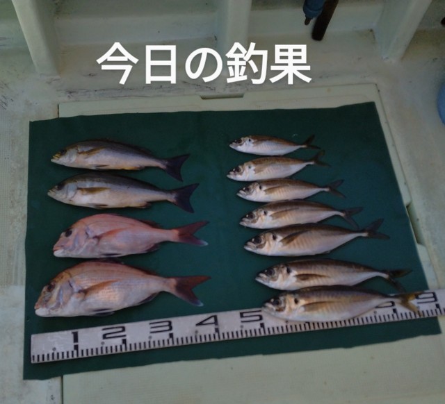 マダイ・マアジ・イサキ