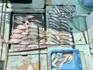 マダイ・マアジ・イサキ