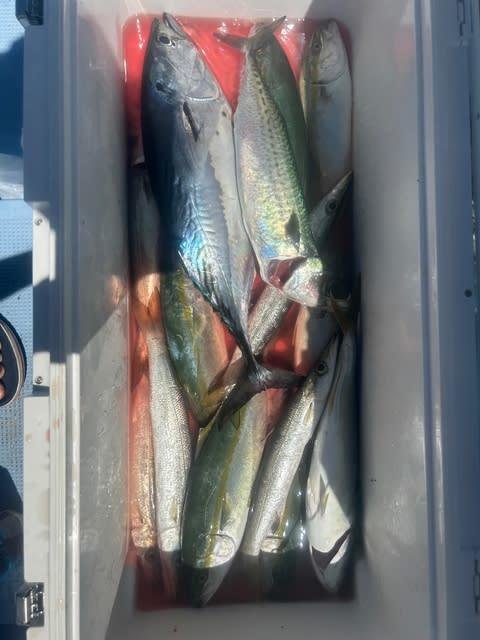 ツバス(ブリ)・スマガツオ(スマ)