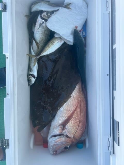 マダイ・アジ(マアジ)・ヒラメ