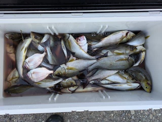 コダイ(マダイ)・チダイ・イサキ