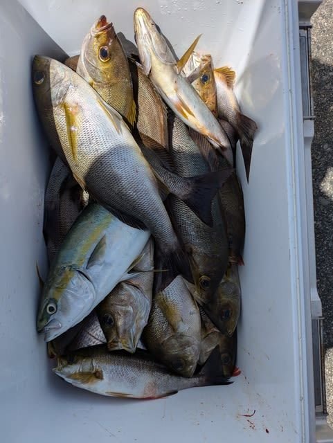 ツバス(ブリ)・イサキ