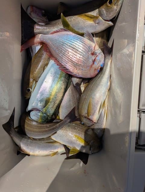 チダイ・イサキ