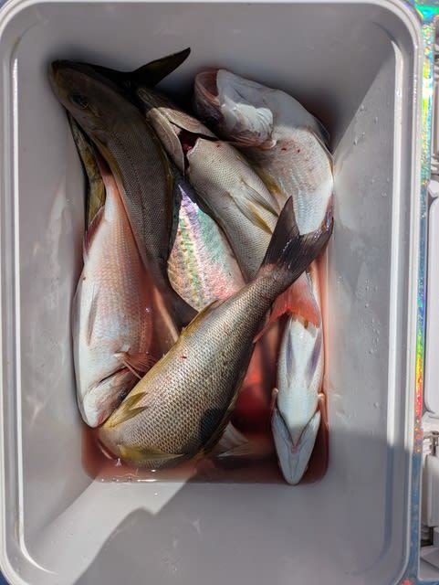 チダイ・イサキ