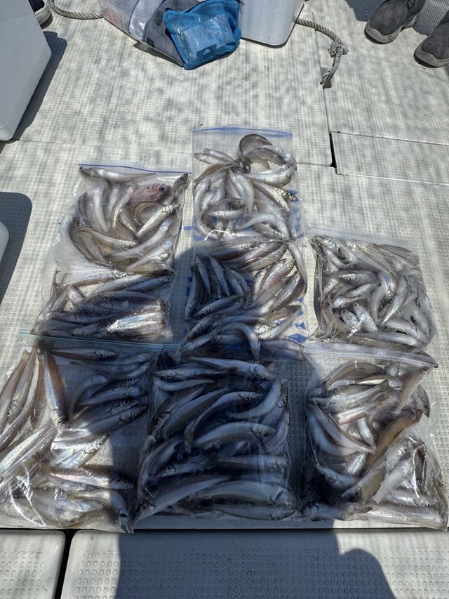 キス(シロギス)