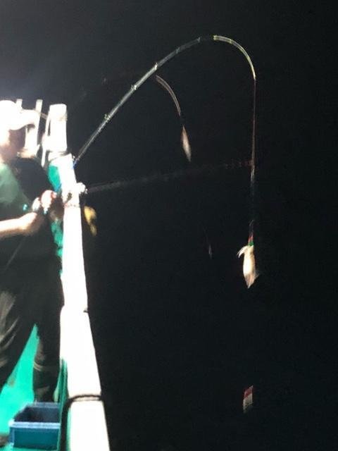 アカイカ(ケンサキイカ)