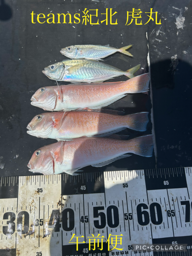 アジ(マアジ)・シロアマダイ