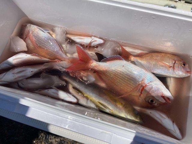 ハナダイ(チダイ)・イサキ・カワハギ