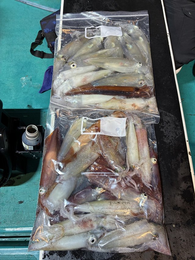 アカイカ(ケンサキイカ)