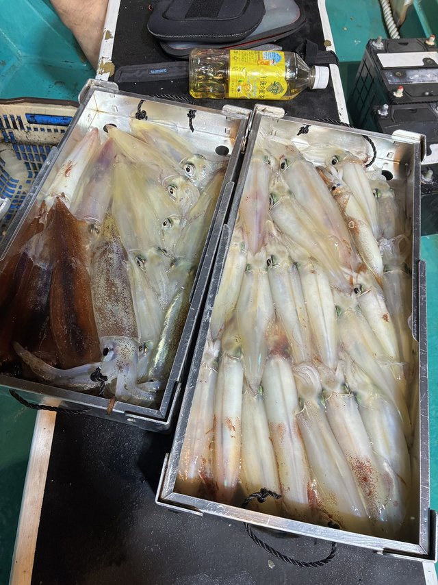 アカイカ(ケンサキイカ)