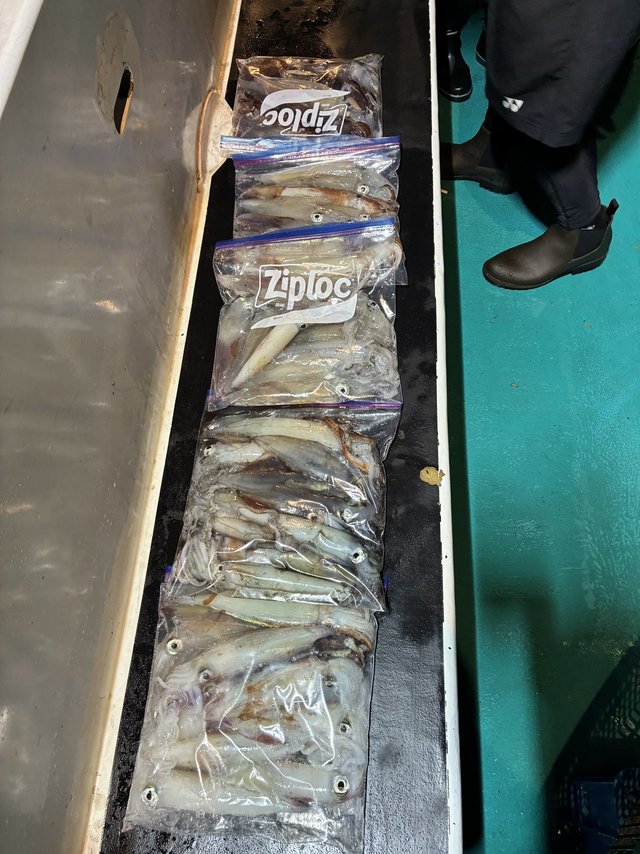 アカイカ(ケンサキイカ)