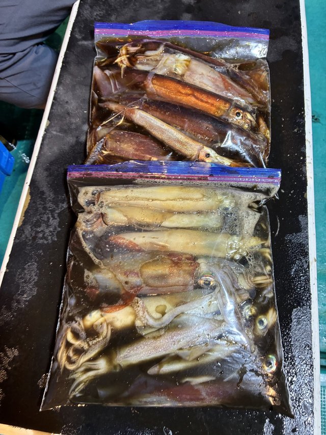 アカイカ(ケンサキイカ)