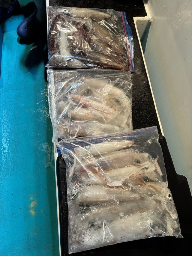 アカイカ(ケンサキイカ)