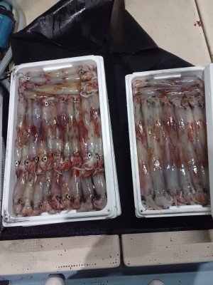 イカ(ケンサキイカ)