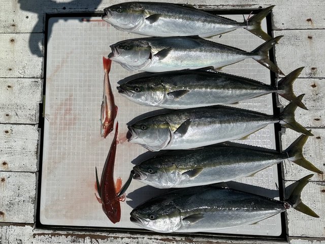 イナダ(ブリ)・ワラサ(ブリ)・ホウボウ・カナガシラ