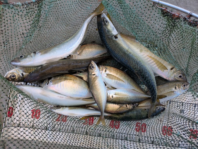 アジ(マアジ)・マサバ