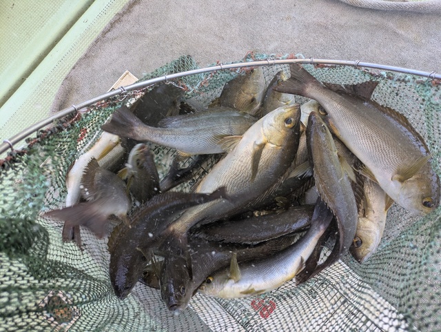 イサギ(イサキ)