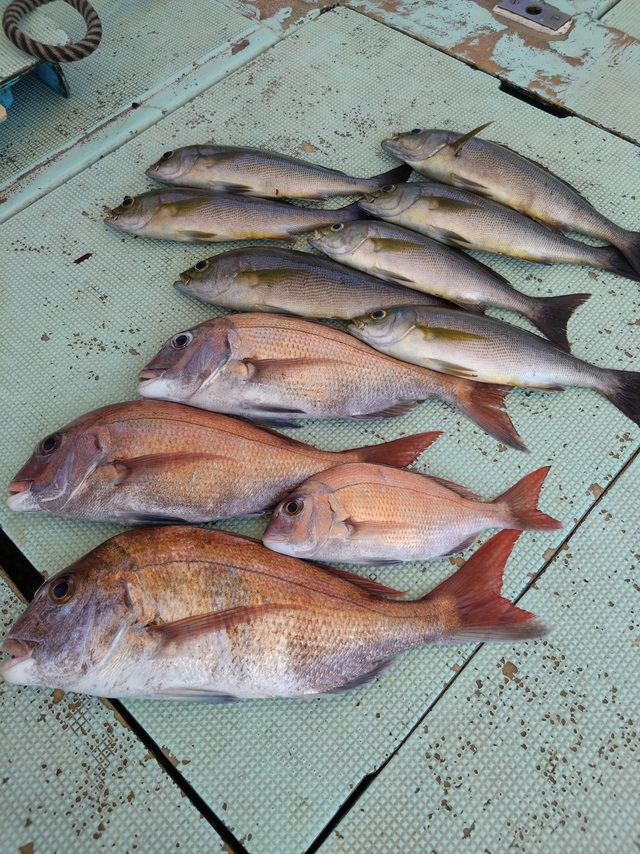 タイ(マダイ)・イサギ(イサキ)