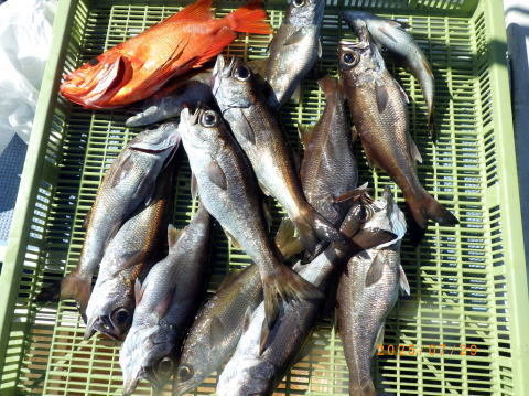 キントキ(チカメキントキ)・クロムツ