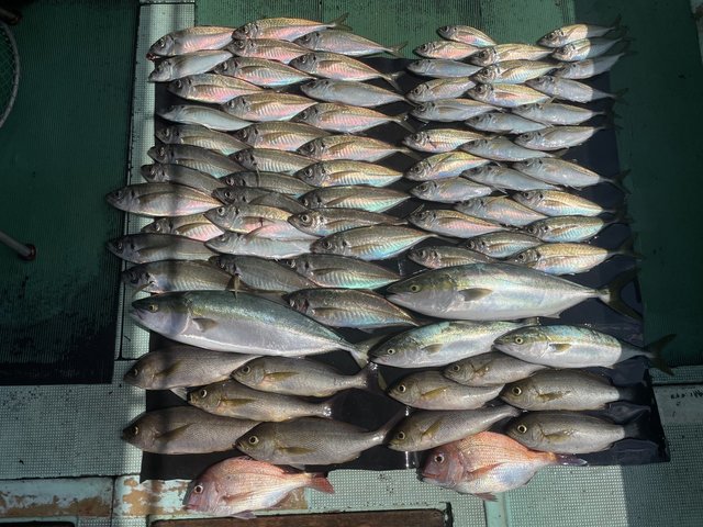 マダイ・マアジ・ツバス(ブリ)・メジロ(ブリ)・イサキ