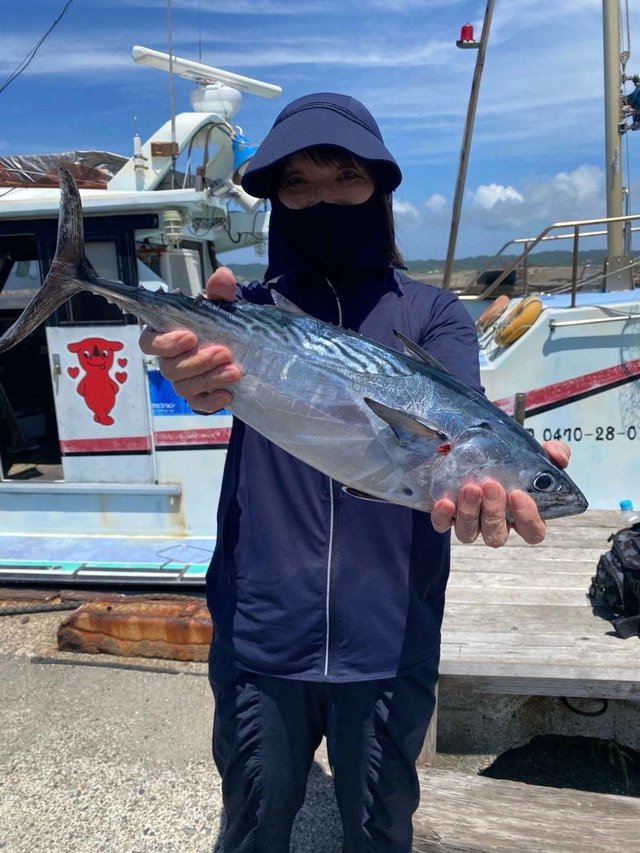 スマガツオ(スマ)