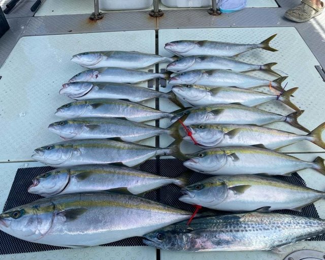 ハマチ(ブリ)・サワラ