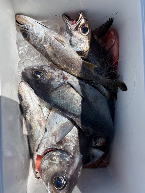 クロムツ・ギンメダイ