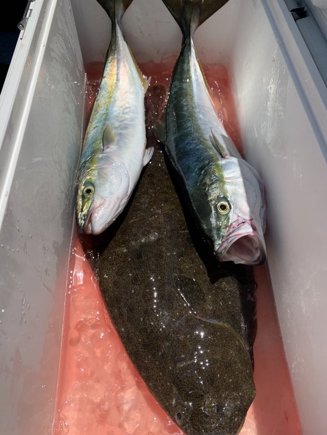 イナダ(ブリ)・ヒラメ