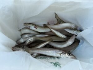 シロキス(シロギス)