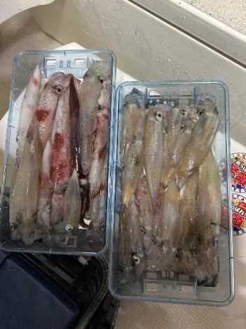 マイカ(ケンサキイカ)