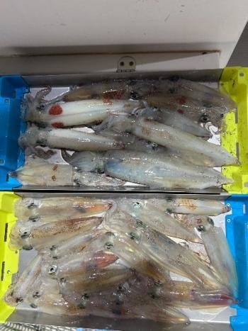 マイカ(ケンサキイカ)