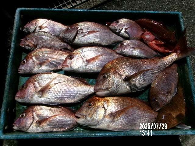 マダイ・カサゴ・ホウボウ