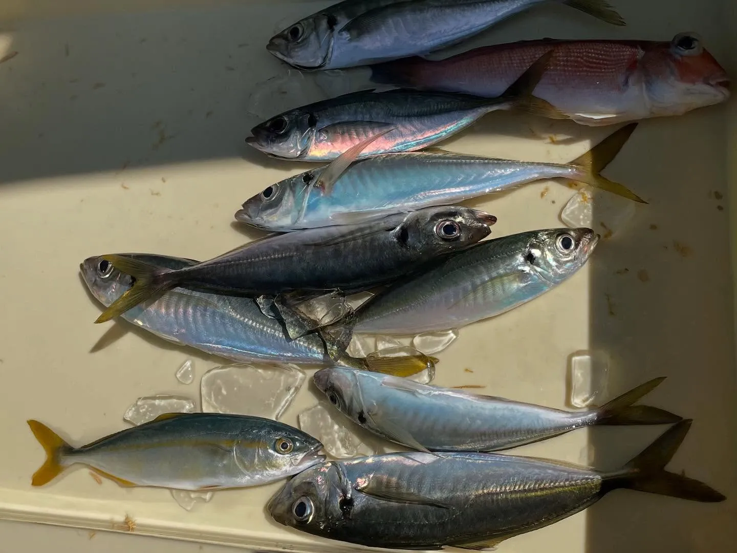 アジ(マアジ)・アマダイ(アカアマダイ)