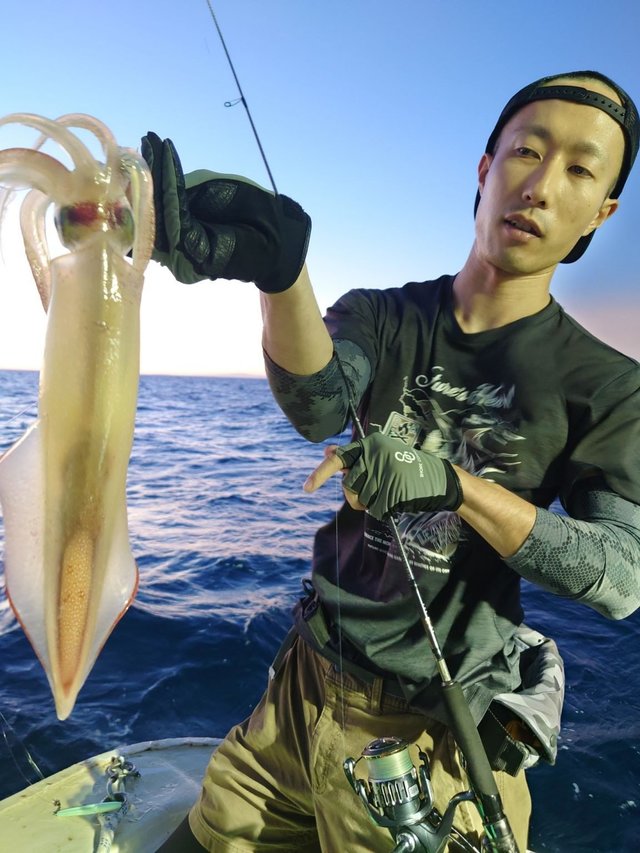 シロイカ(ケンサキイカ)