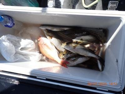 マダイ・イサキ