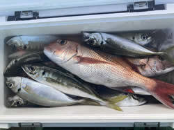 マダイ・アジ(マアジ)