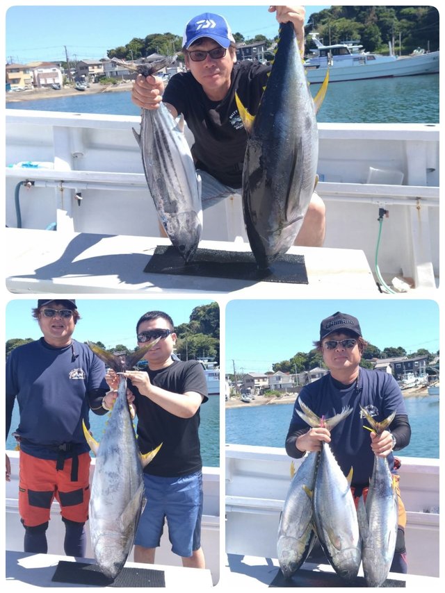 キハダマグロ(キハダ)