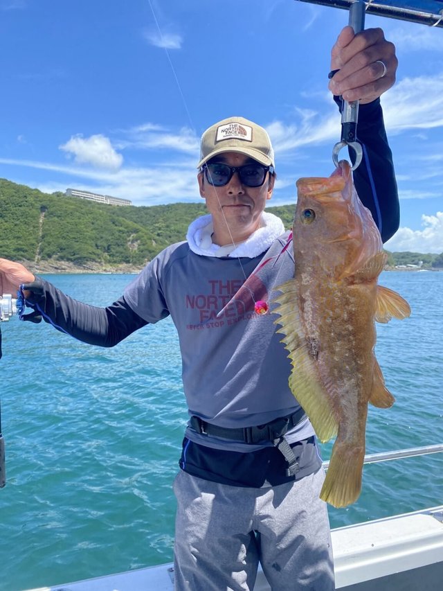 アコウ(キジハタ)