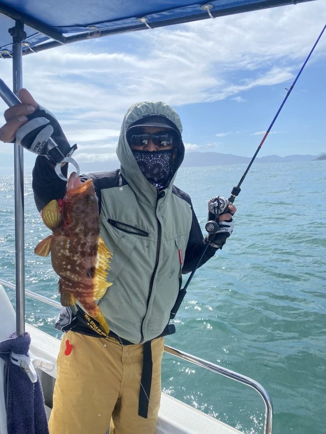 アコウ(キジハタ)