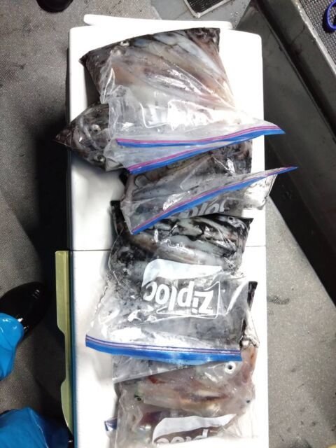 イカ(ヤリイカ)